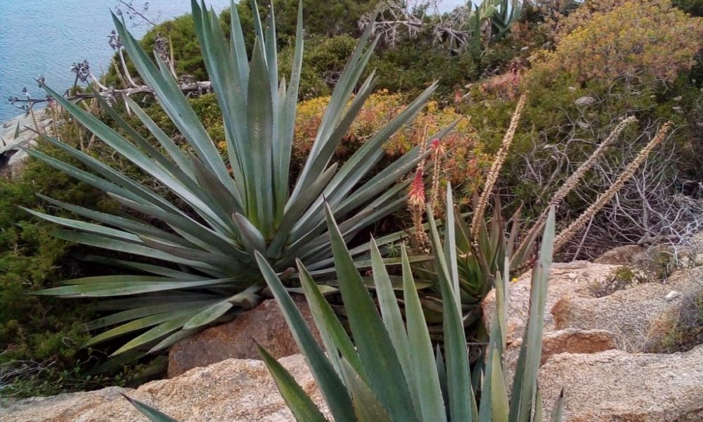 CORONAVIRUS: QUESTA ESTATE SI PUO' FARE IL BAGNO AL MARE ...