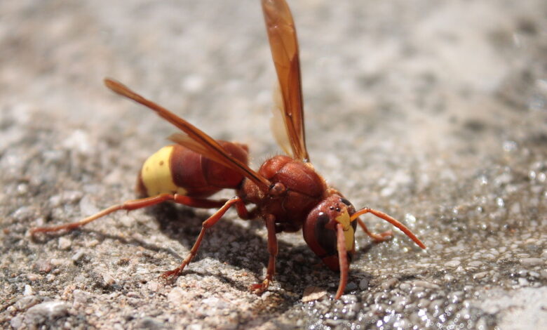 appello del movimento Ecoitaliasolidale