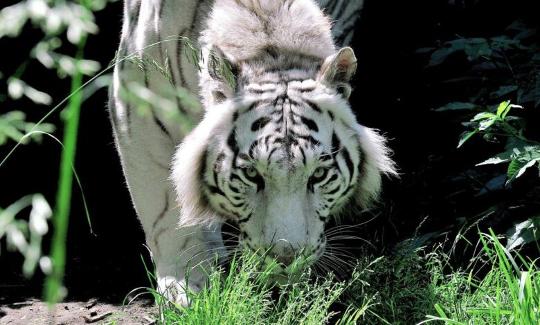 CENTRO ESTIVO DEL BIOPARCO