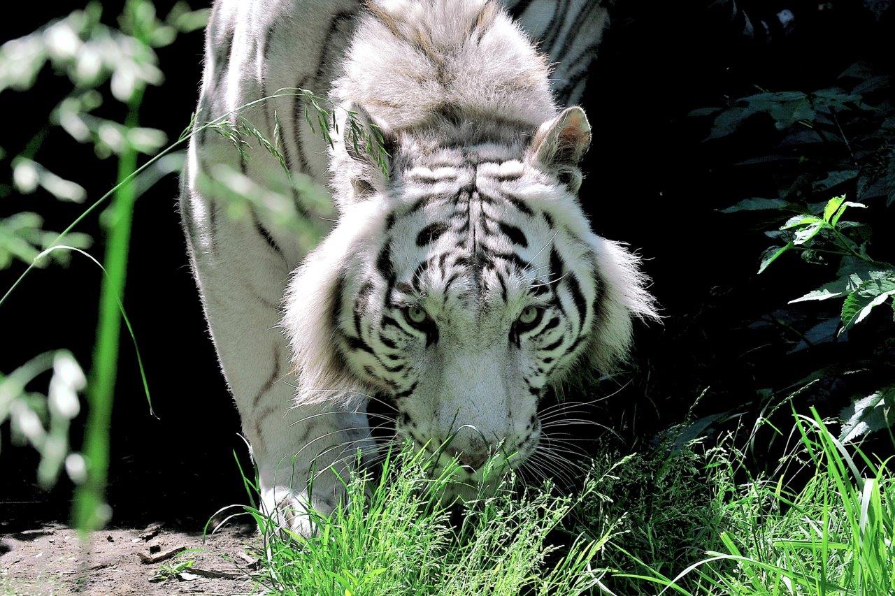 CENTRO ESTIVO DEL BIOPARCO