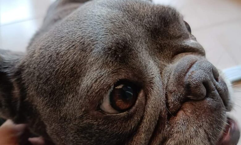 Roma, attività del Norsaa