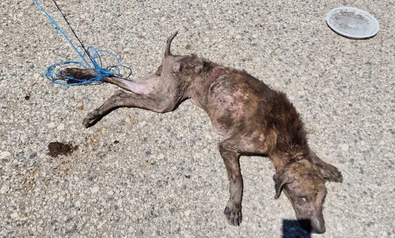 Guardie Zoofile Ambientali Norsaa Roma