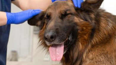 ospedale veterinario