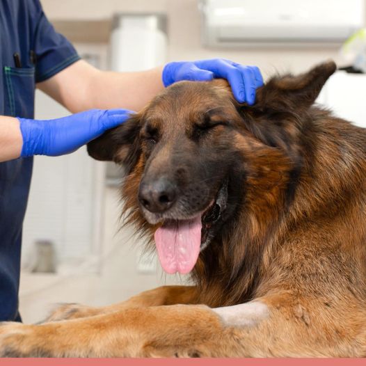 ospedale veterinario