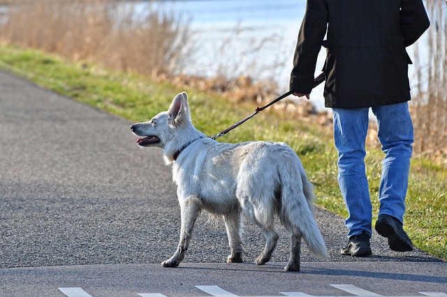 FURTI DEI CANI