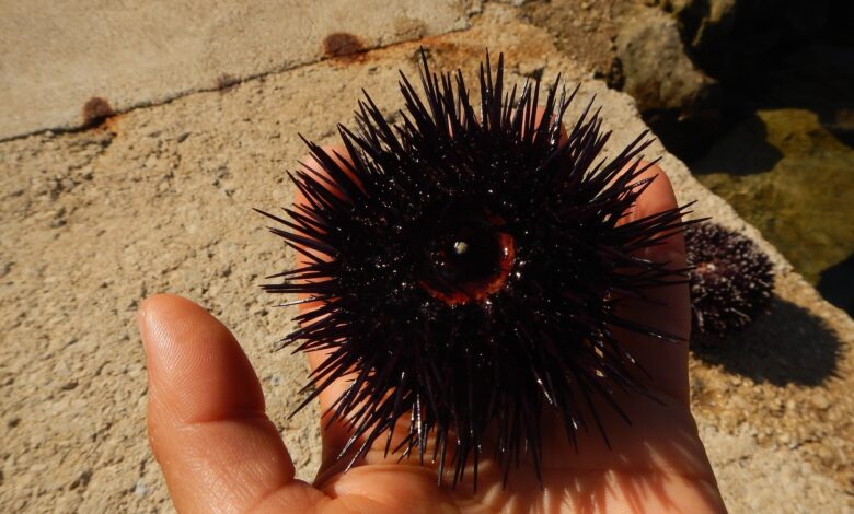 Ricci di mare