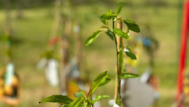 OrtoFrutteto solidale