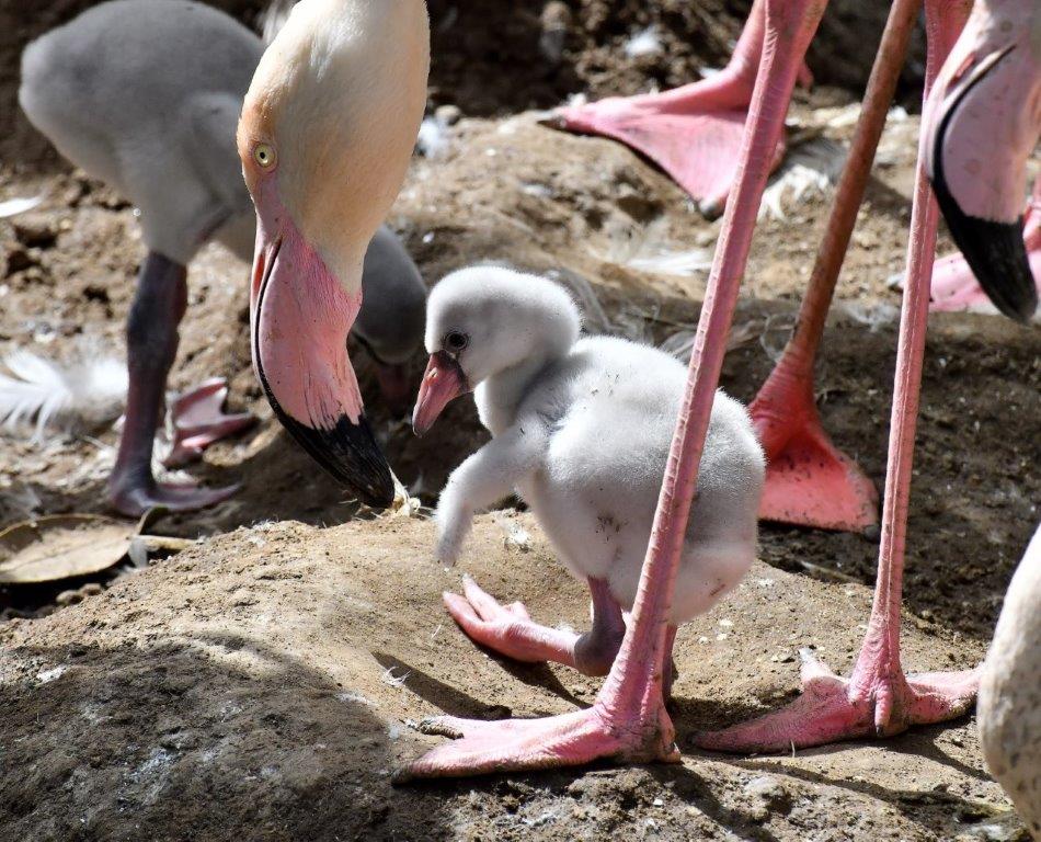 Bioparco di Roma