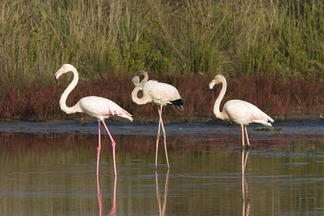 PARCO DEL CIRCEO