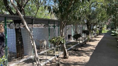 ASSOCIAZIONI ANIMALISTE