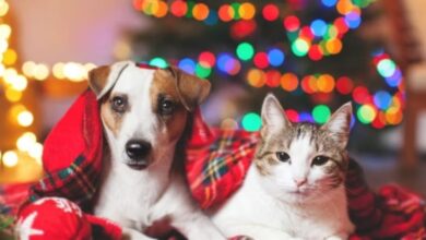 Associazione Amici del Cane di Latina