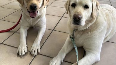 UN COMPAGNO A 4 ZAMPE