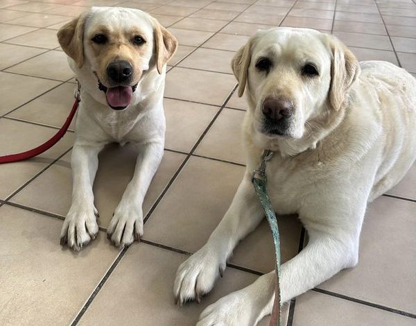 UN COMPAGNO A 4 ZAMPE