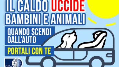 LASCIARE UN ANIMALE IN AUTO