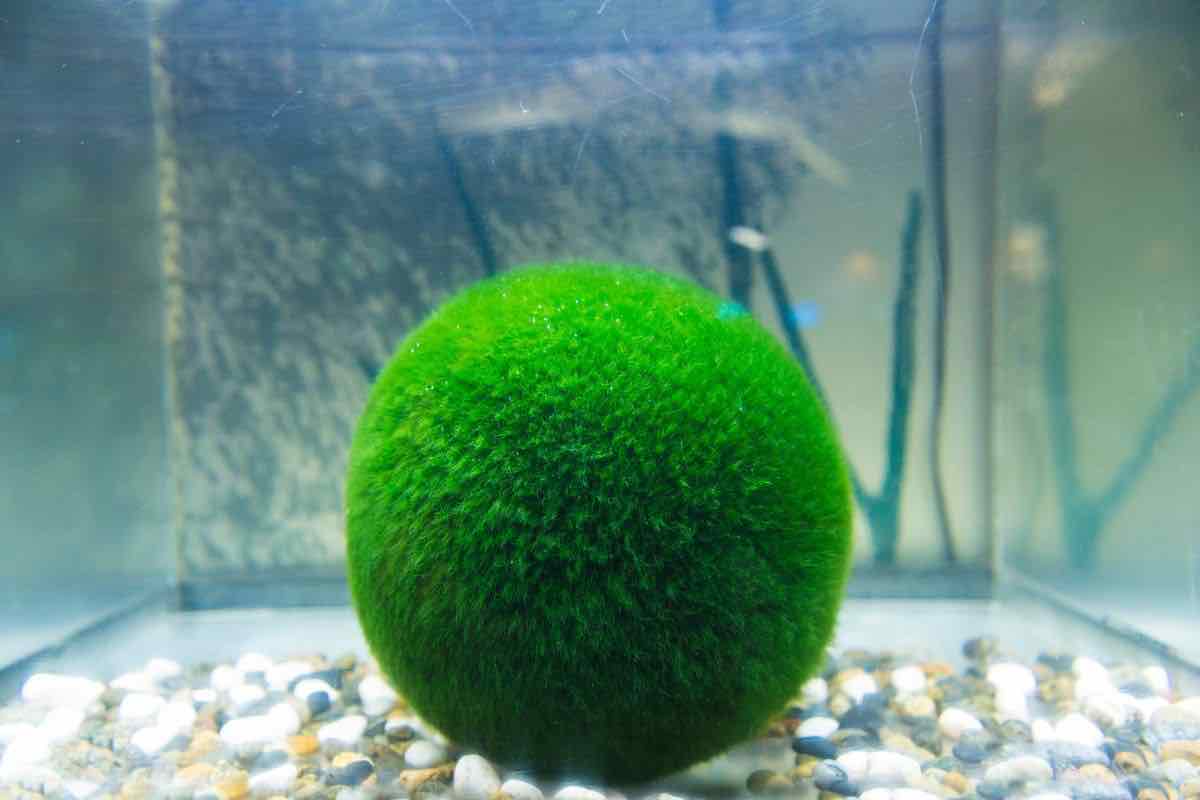 Marimo in vasca